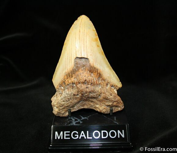 Bargain Inch Megalodon Tooth #1175